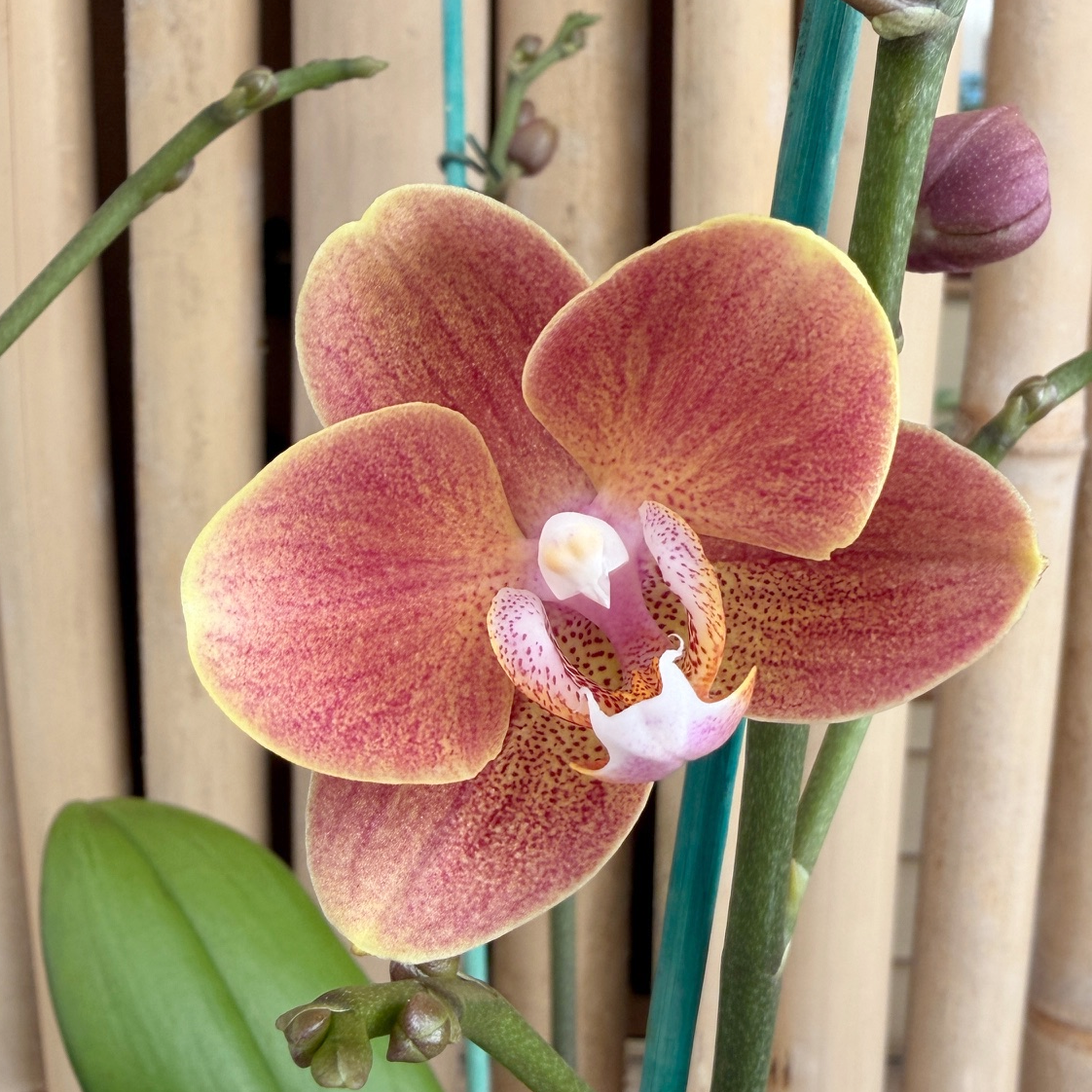 Phal. Dame Etna (4" Pot) - Miniature