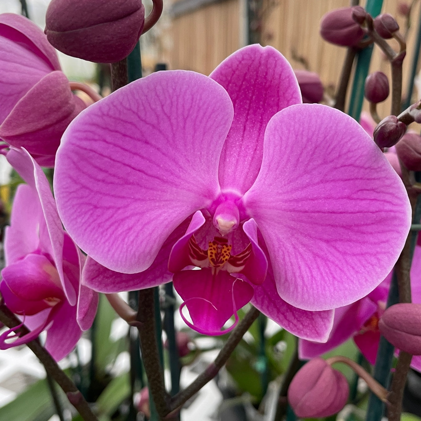Phal.  Daybreak (Double Spike)