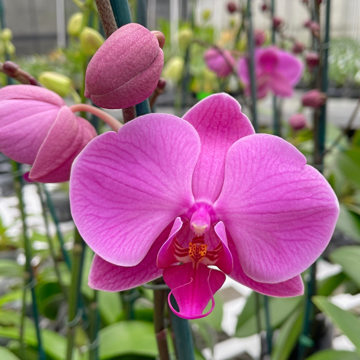 Phal.  Daybreak (Single Spike)