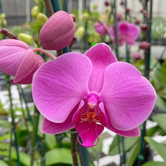 Phal.  Daybreak (Single Spike)