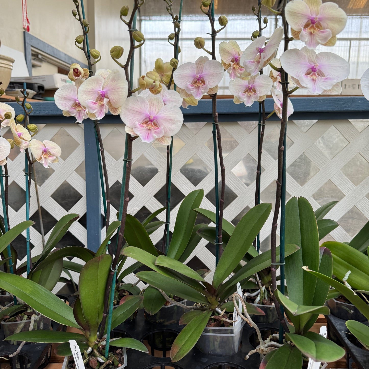 Phal. Echoes (Double Spike)