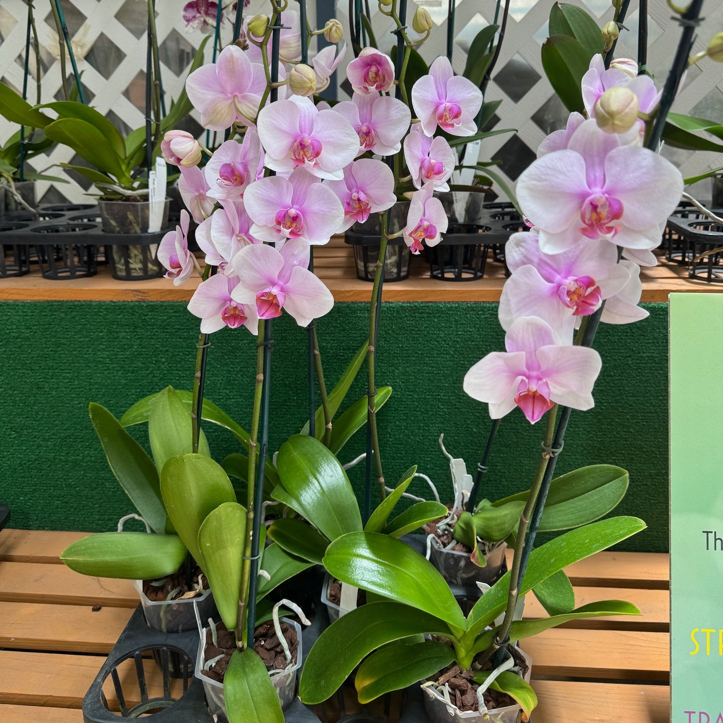 Phal. Eve