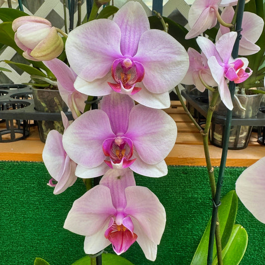 Phal. Eve