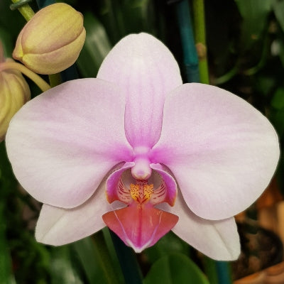 Phal. Eve