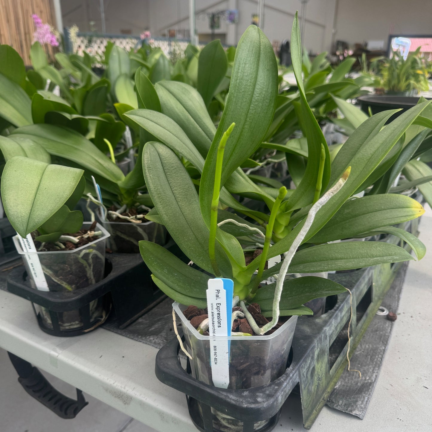 Phal. Expressions (Low Spike)