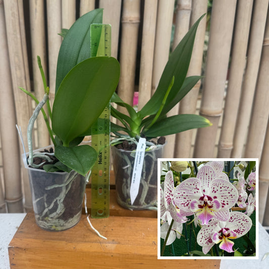 Phal. Expressions (Low Spike)