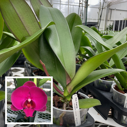 Phal. Freeride (Low Spike)