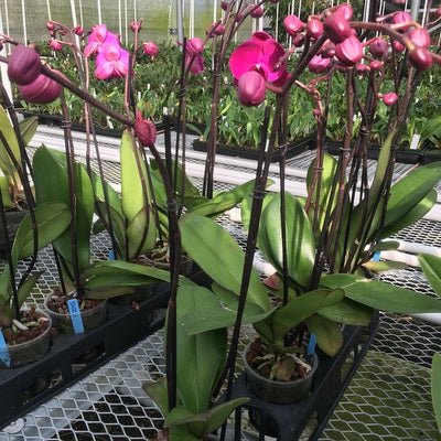 Phal. Freeride (Single Spike)