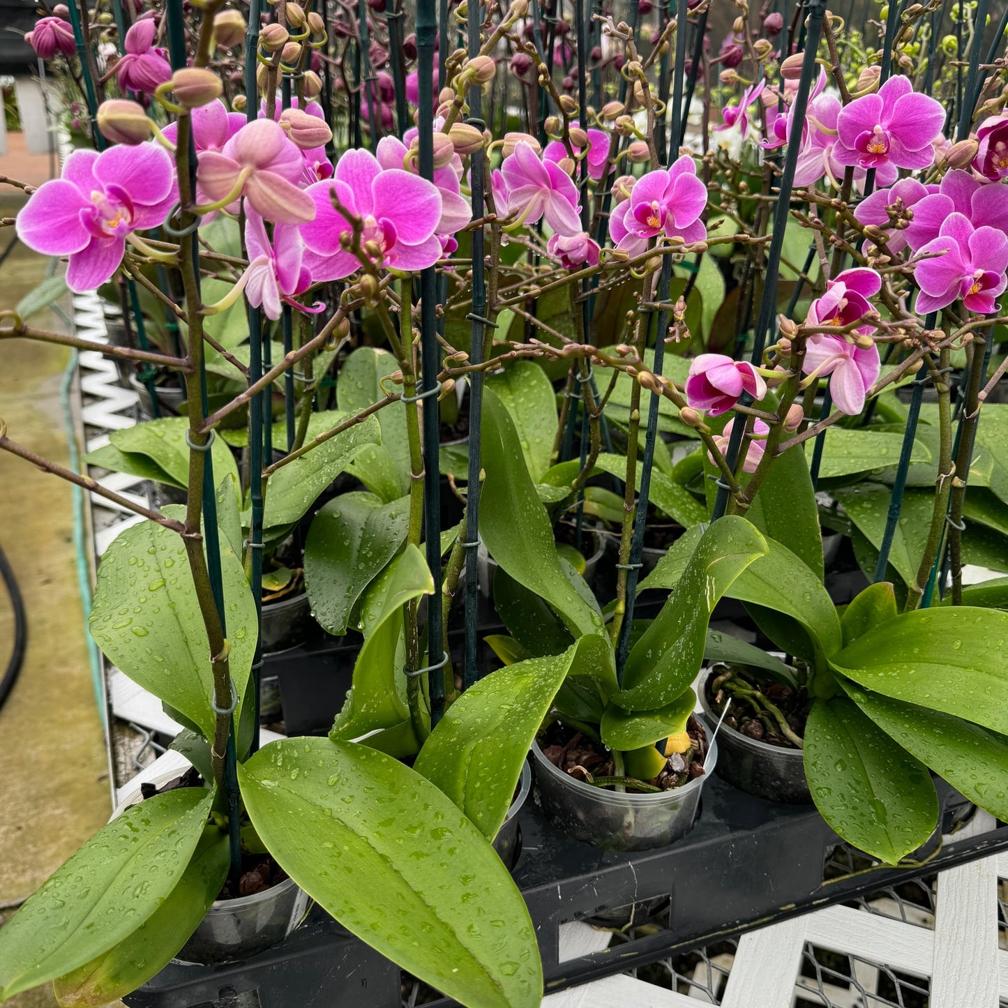 Phal. Friday Flirt (Miniature)