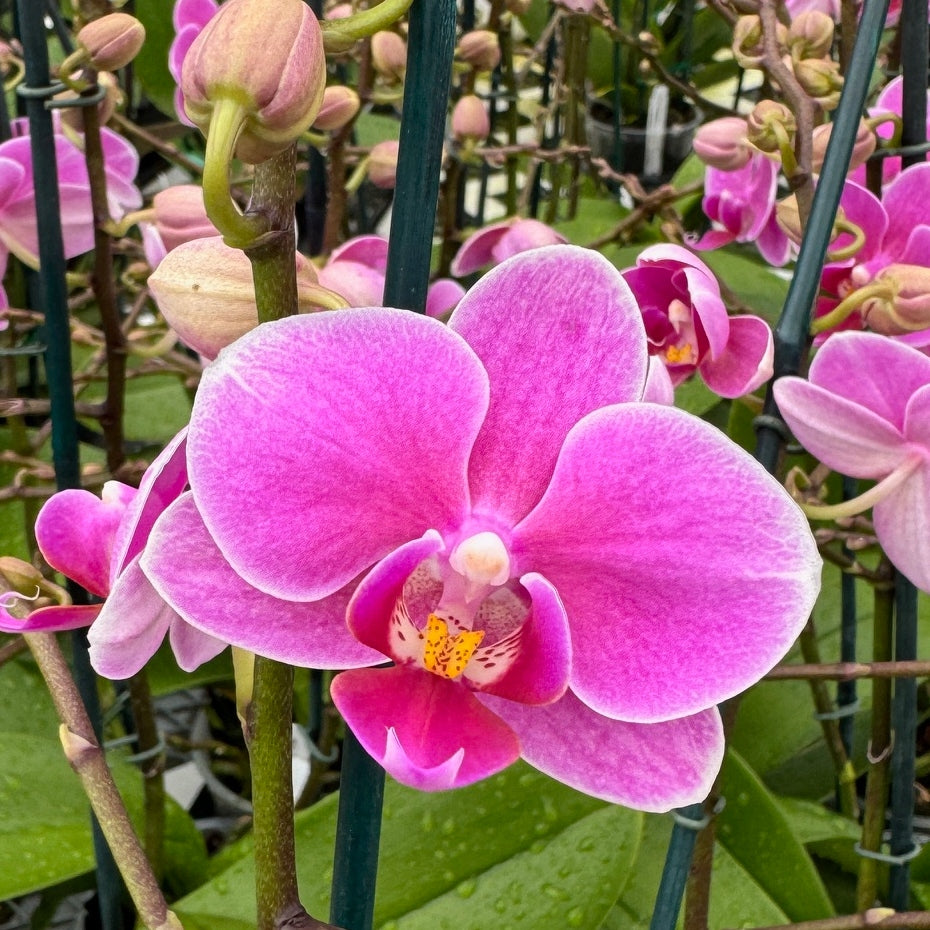 Phal. Friday Flirt (Miniature)