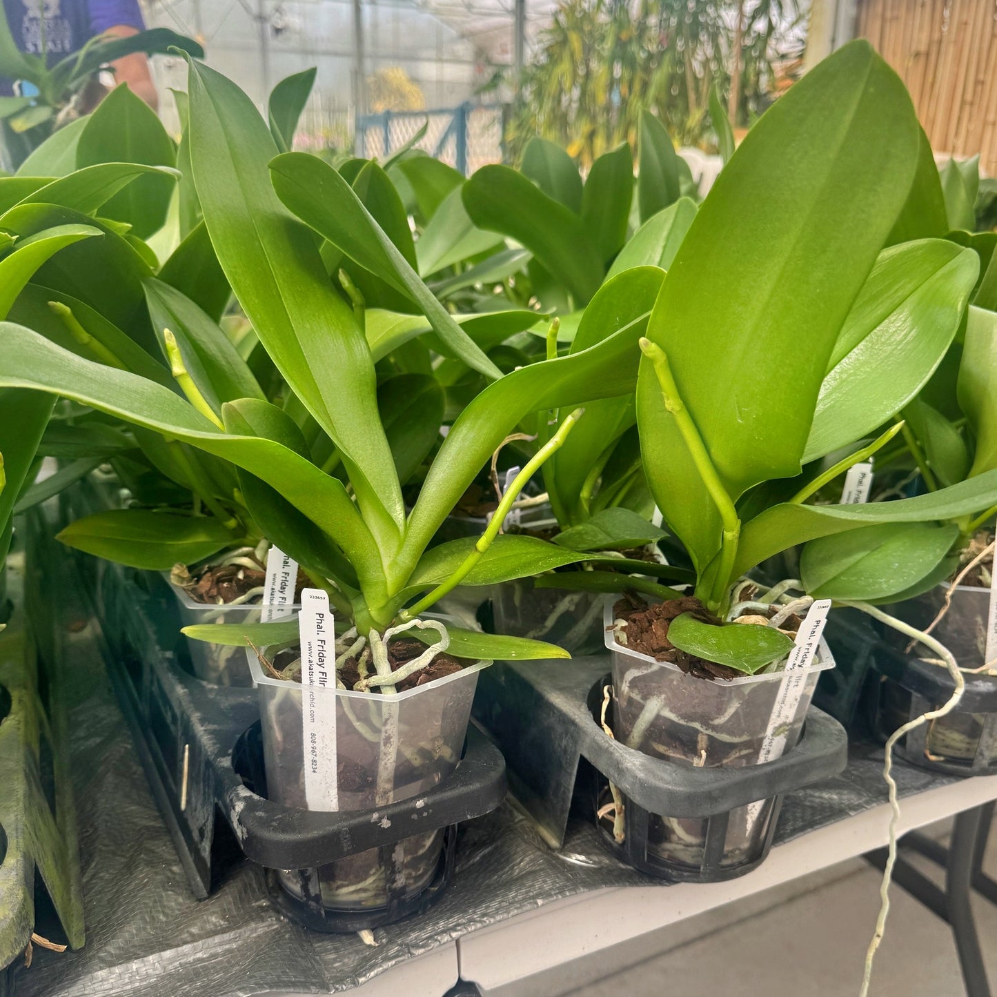 Phal. Friday Flirt (Low Spike) - Miniature