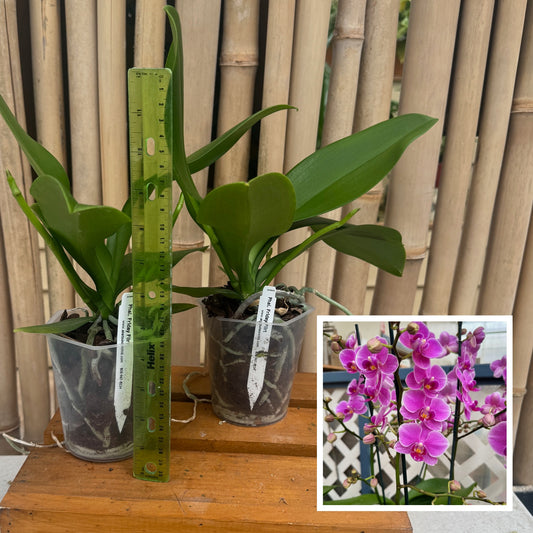 Phal. Friday Flirt (Low Spike) - Miniature