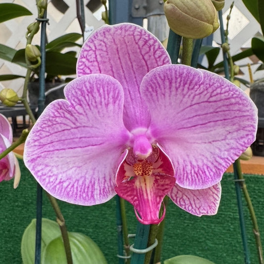 Phal. Gallery Play