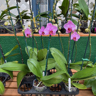 Phal. Gallery Play