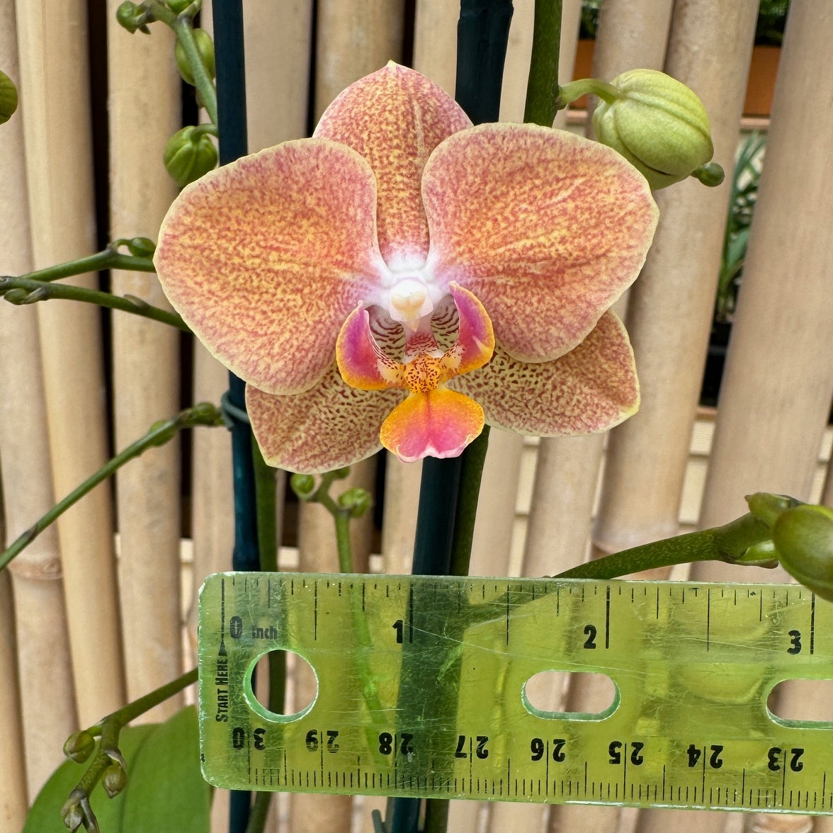 Phal. Goldrush (Miniature)