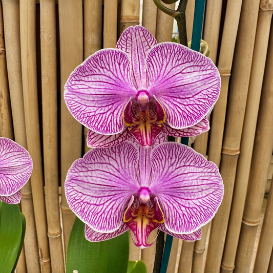 Phal. Good Reason