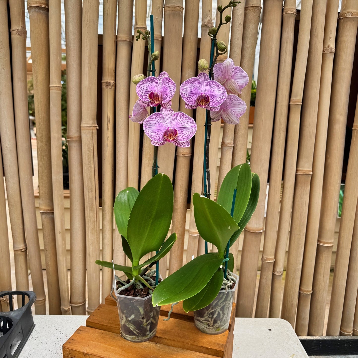 Phal. Good Reason