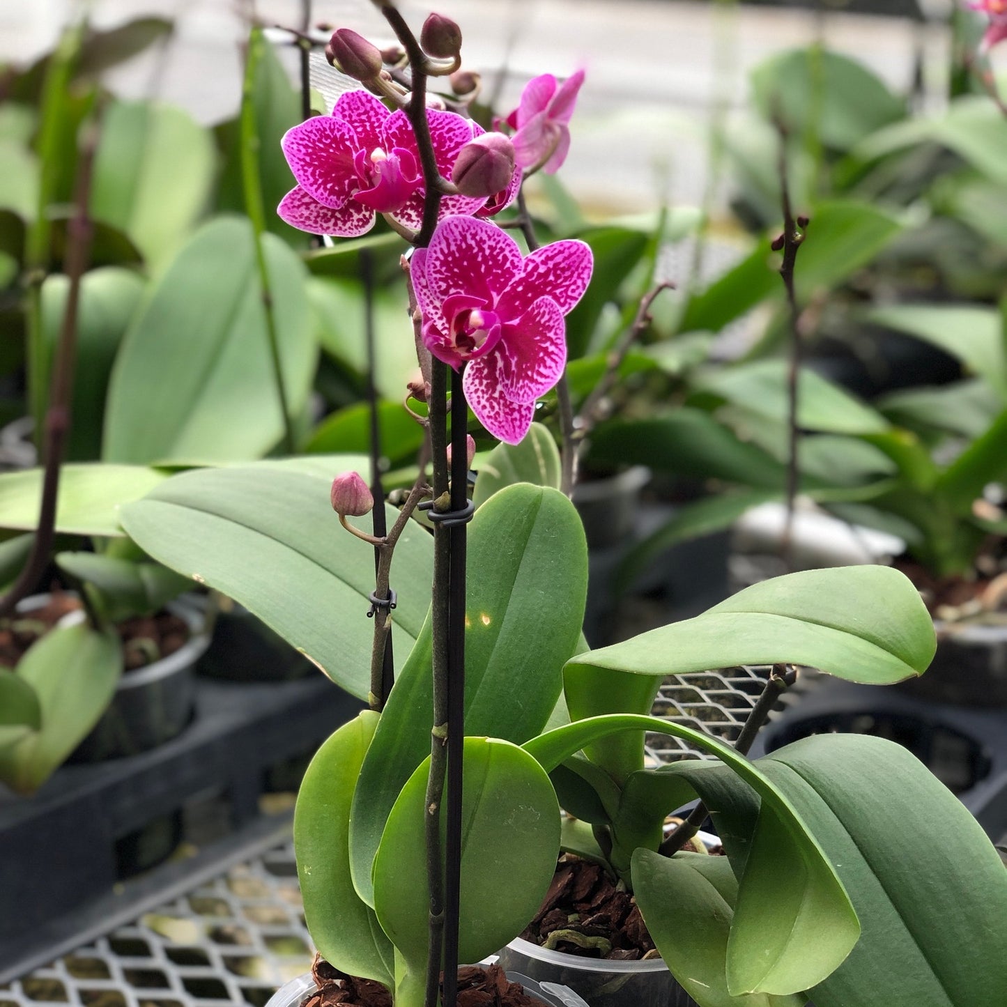 Phal. Happy Hour (Mini Phal)