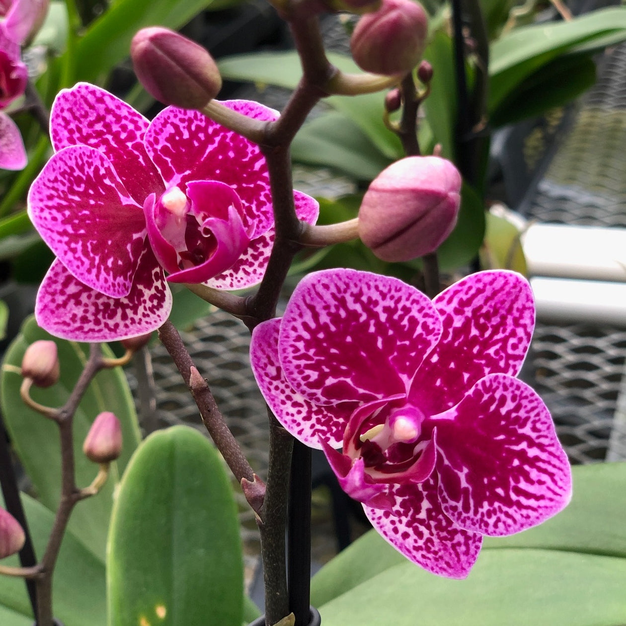 Phal. Happy Hour (Low Spike) - miniature