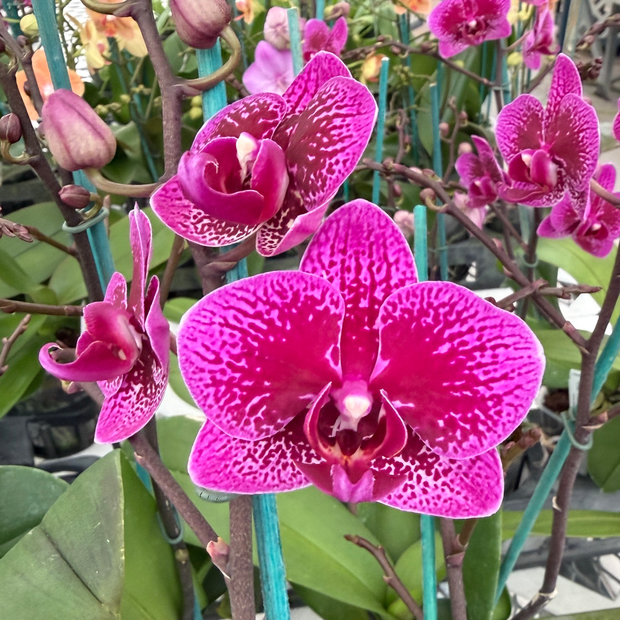 Phal. Happy Hour (Mini Phal)