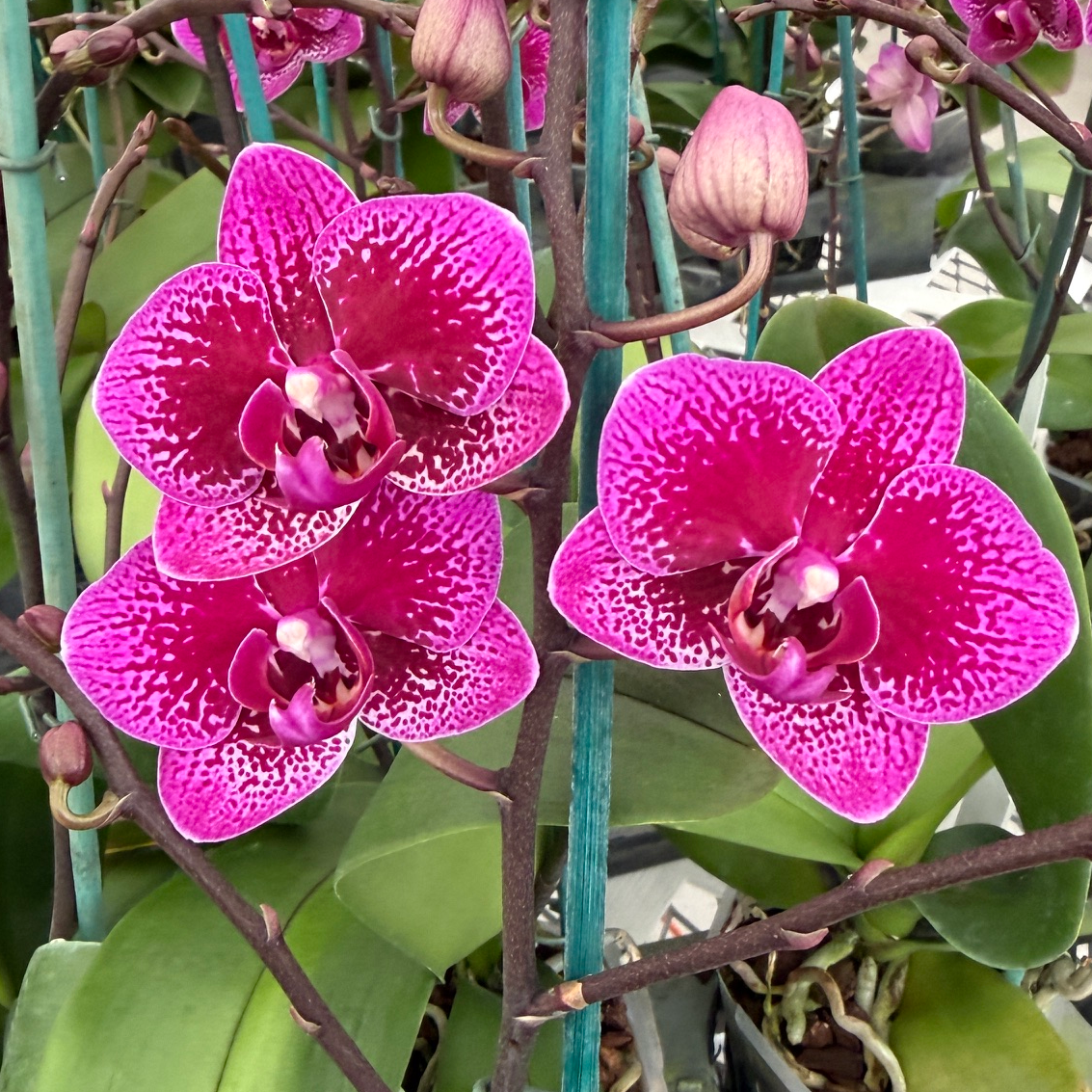 Phal. Happy Hour (Mini Phal)