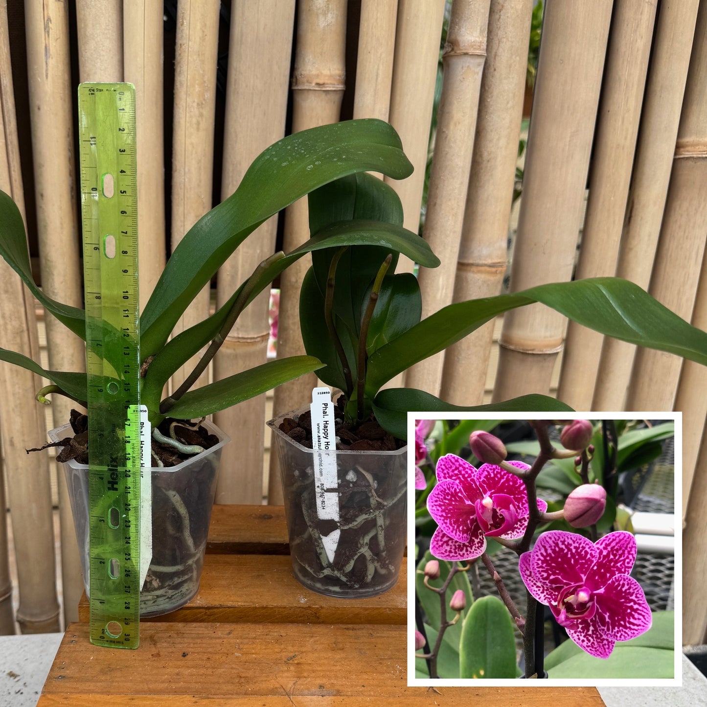 Phal. Happy Hour (Low Spike) - miniature