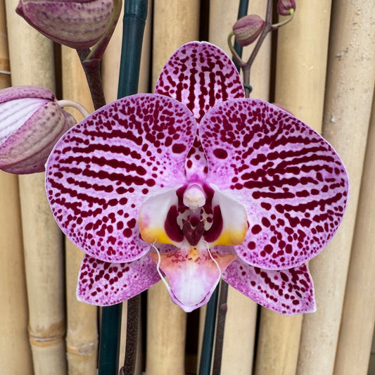 Phal. Impulsive