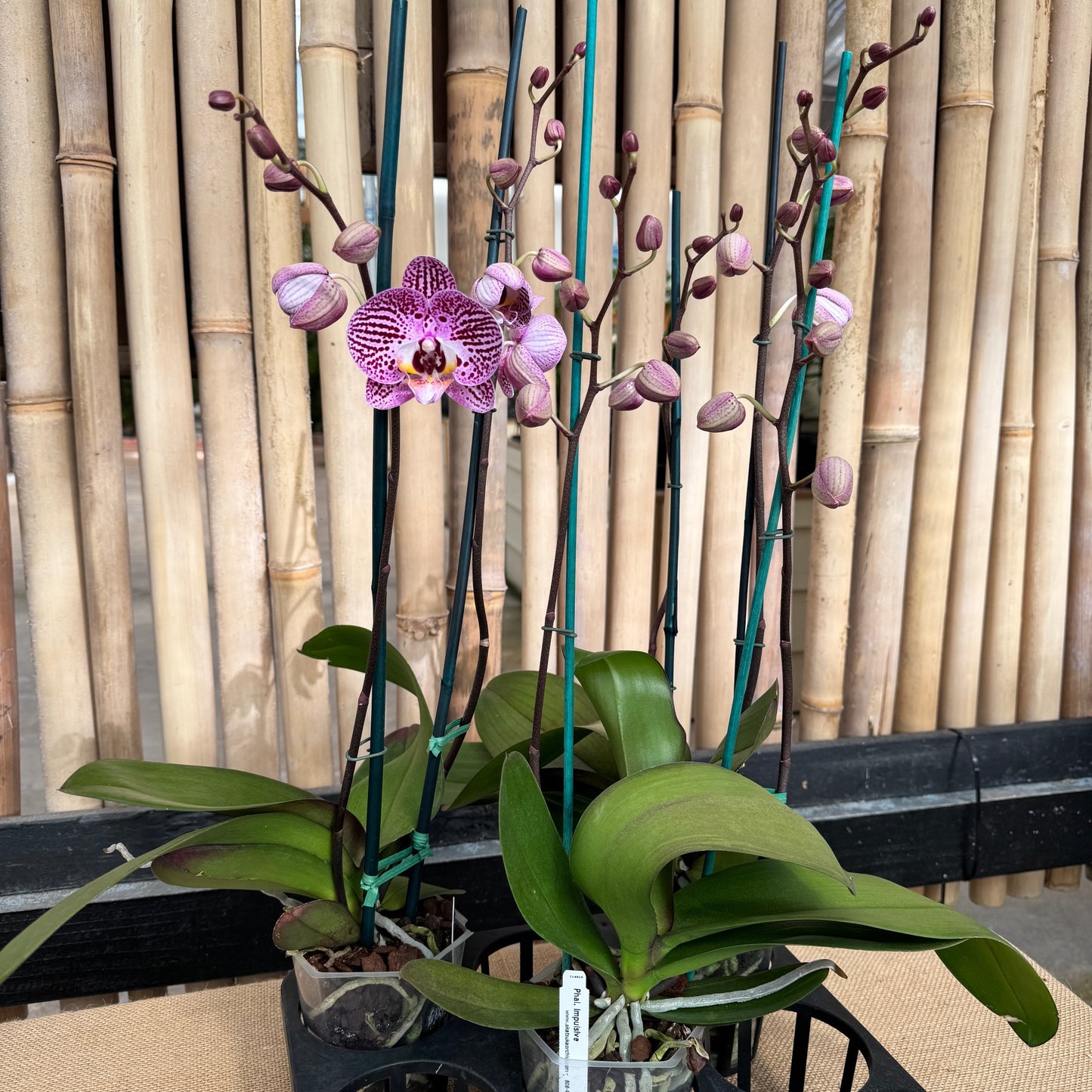 Phal. Impulsive