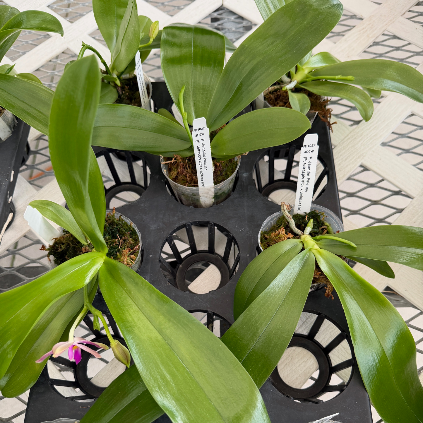 Phalaenopsis Jennifer Palermo (Spike forming)