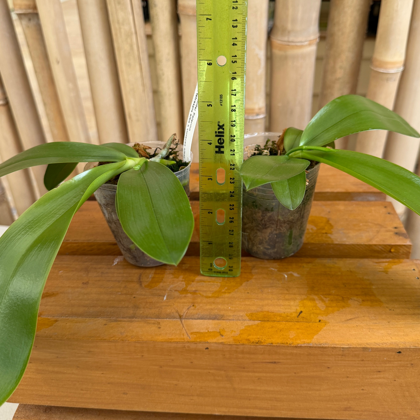 Phalaenopsis Jennifer Palermo (Spike forming)