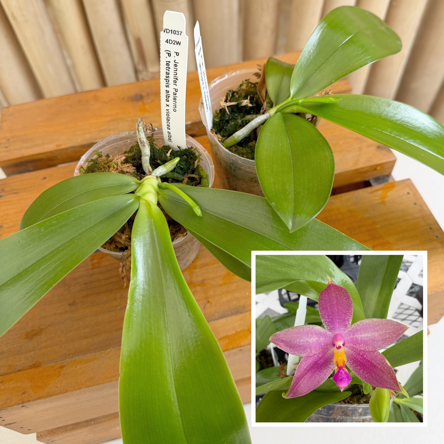 Phalaenopsis Jennifer Palermo (Spike forming)