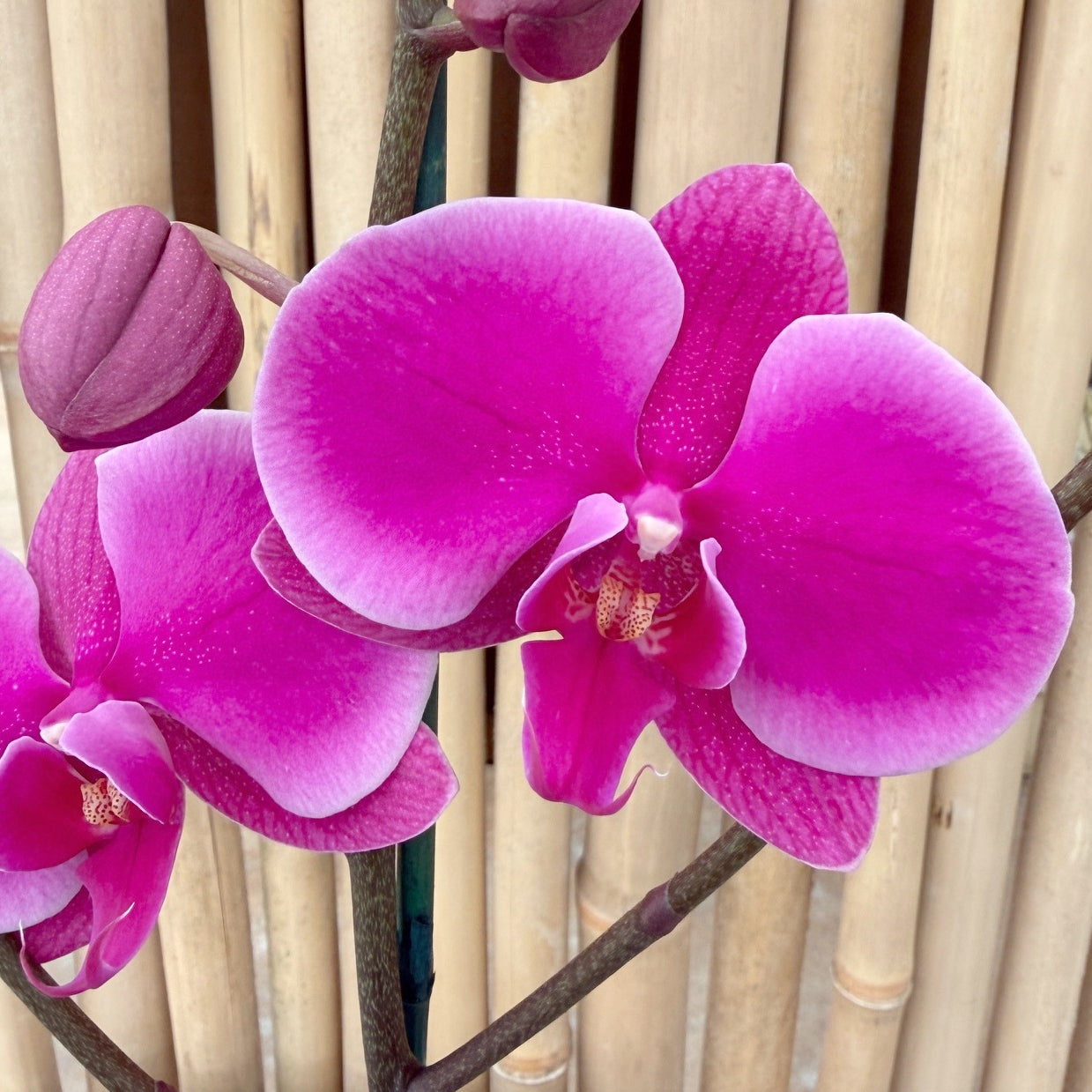 Phal. Johannesburg
