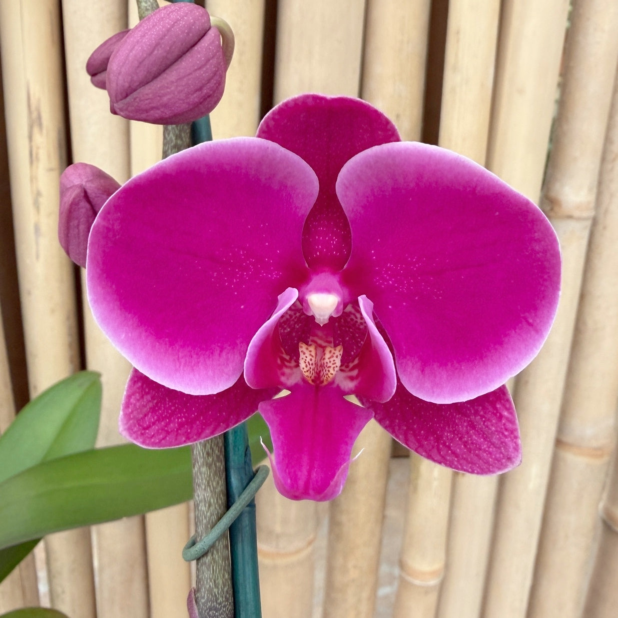 Phal. Johannesburg