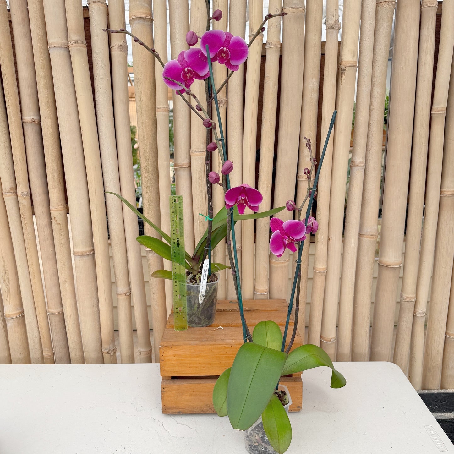 Phal. Johannesburg