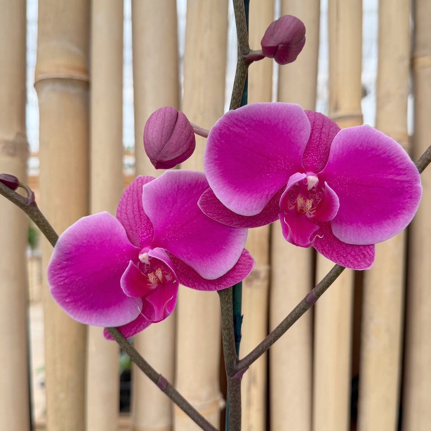 Phal. Johannesburg