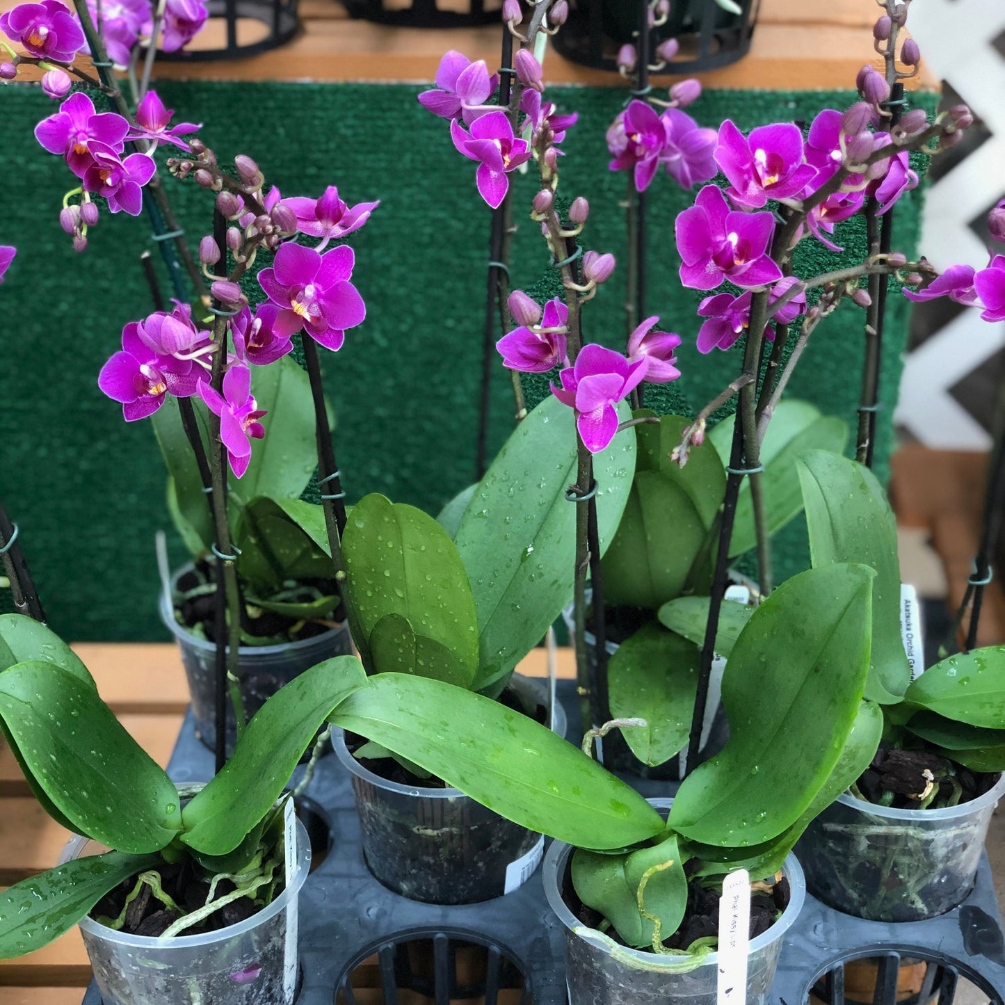 Phal. Kissy Lips (Miniature - Double Spike)