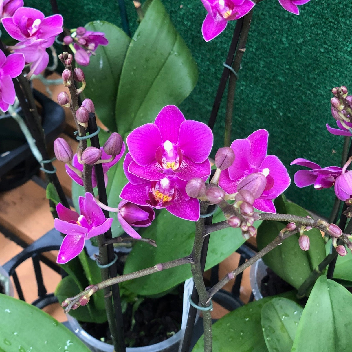 Phal. Kissy Lips (Miniature - Double Spike)