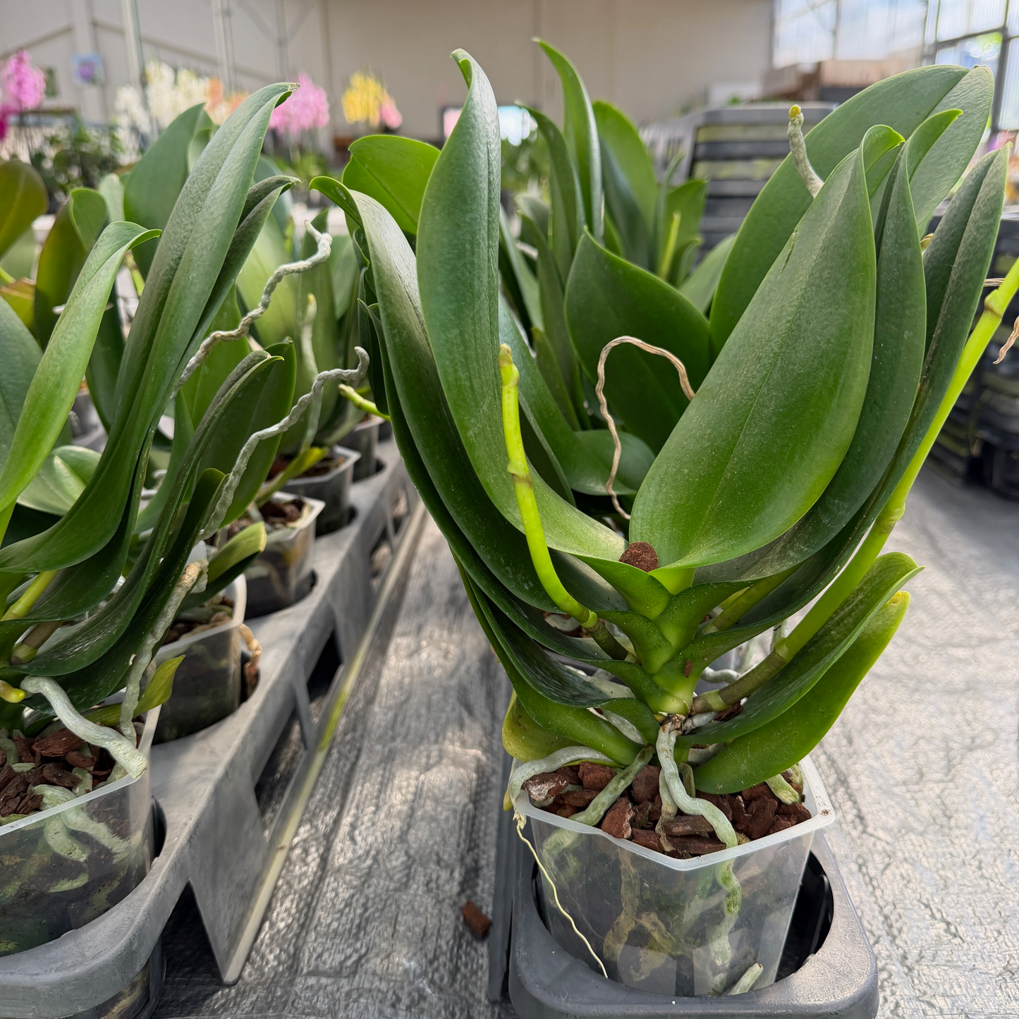 Phal. Kissy Lips (Low Spike) - miniature