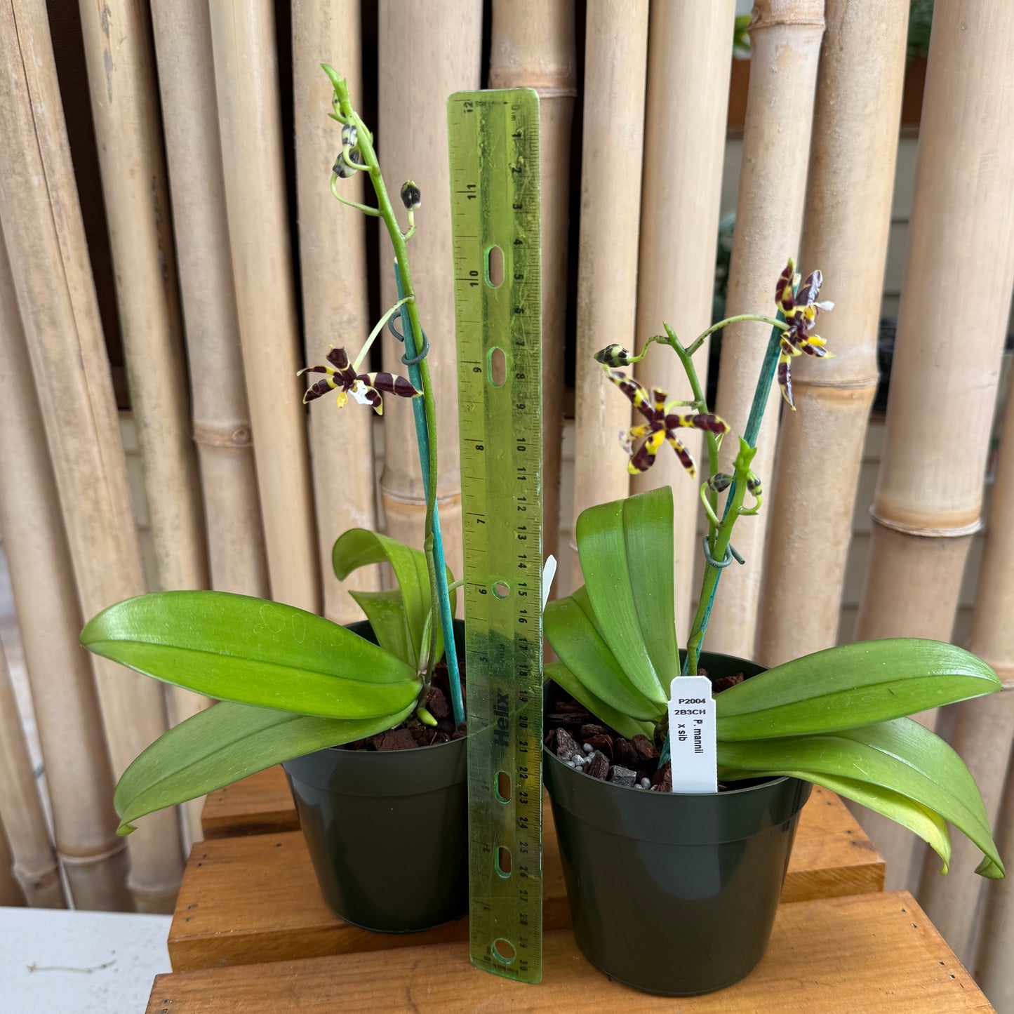 Phalaenopsis mannii x sib (species) - Blooming