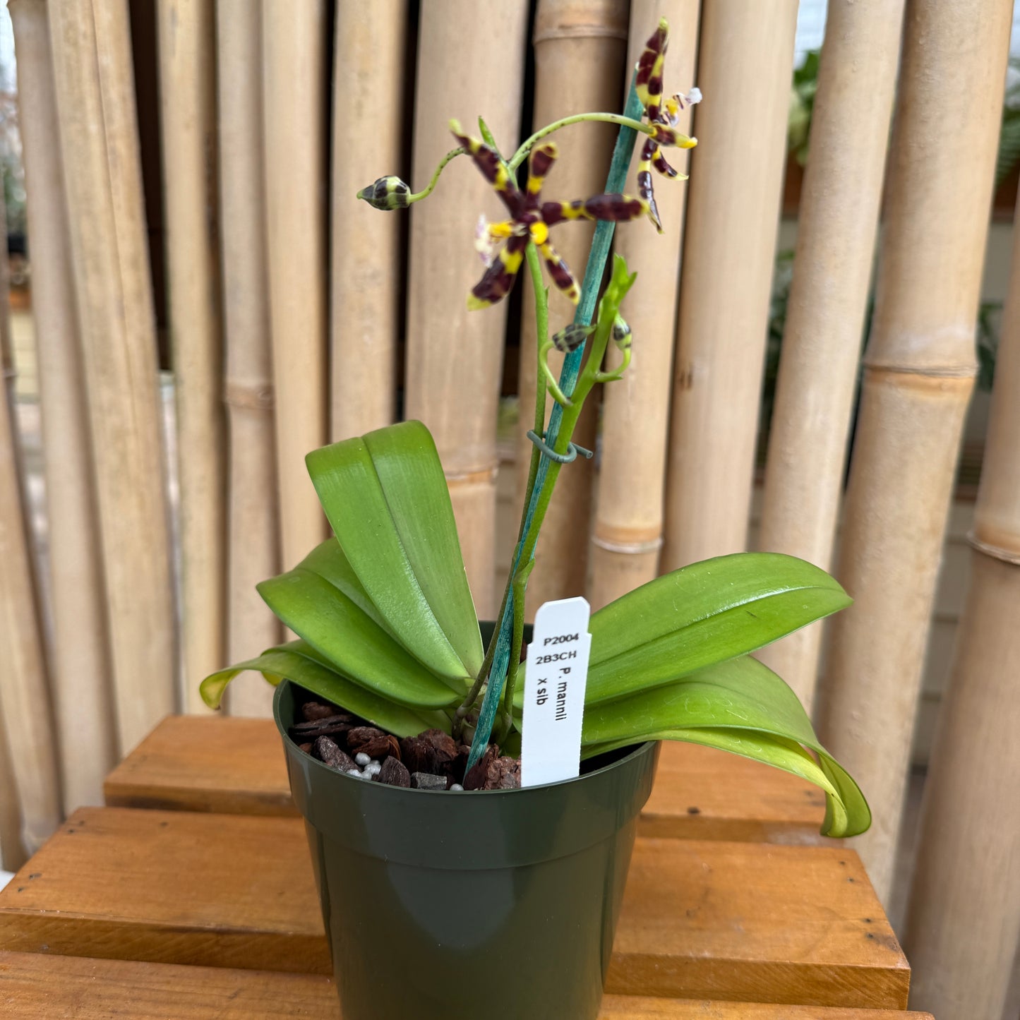 Phalaenopsis mannii x sib (species) - Blooming