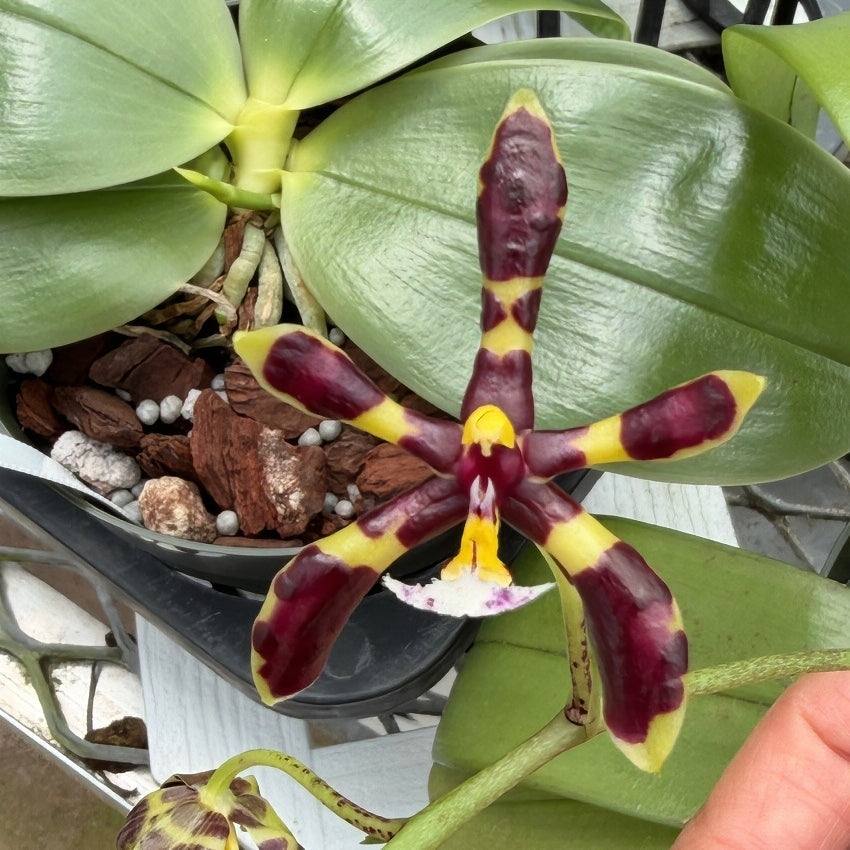 Phalaenopsis mannii x sib (species) - Blooming