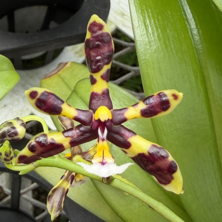 Phalaenopsis mannii x sib (species) - Blooming