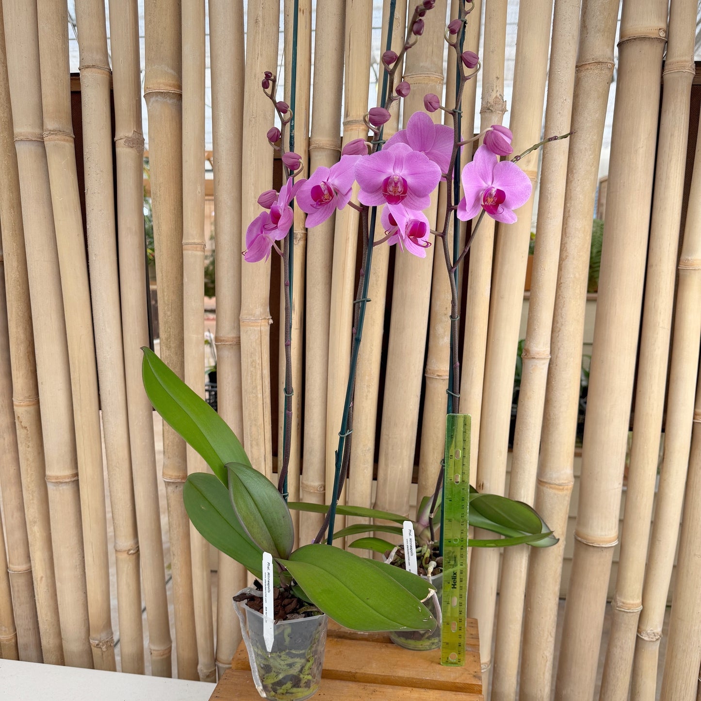Phal. Minneapolis