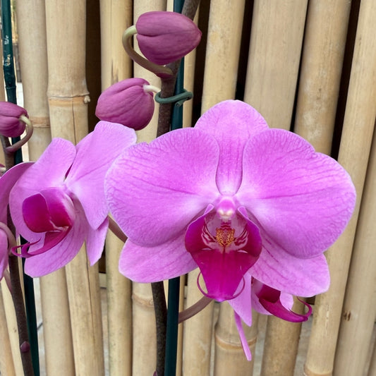 Phal. Minneapolis