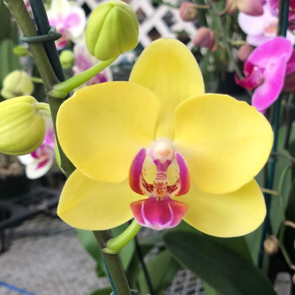 Phal. Miraflore
