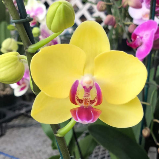Phal. Miraflore