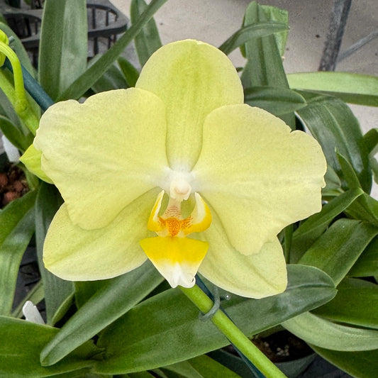 Phal. Mirage (Double Spike)