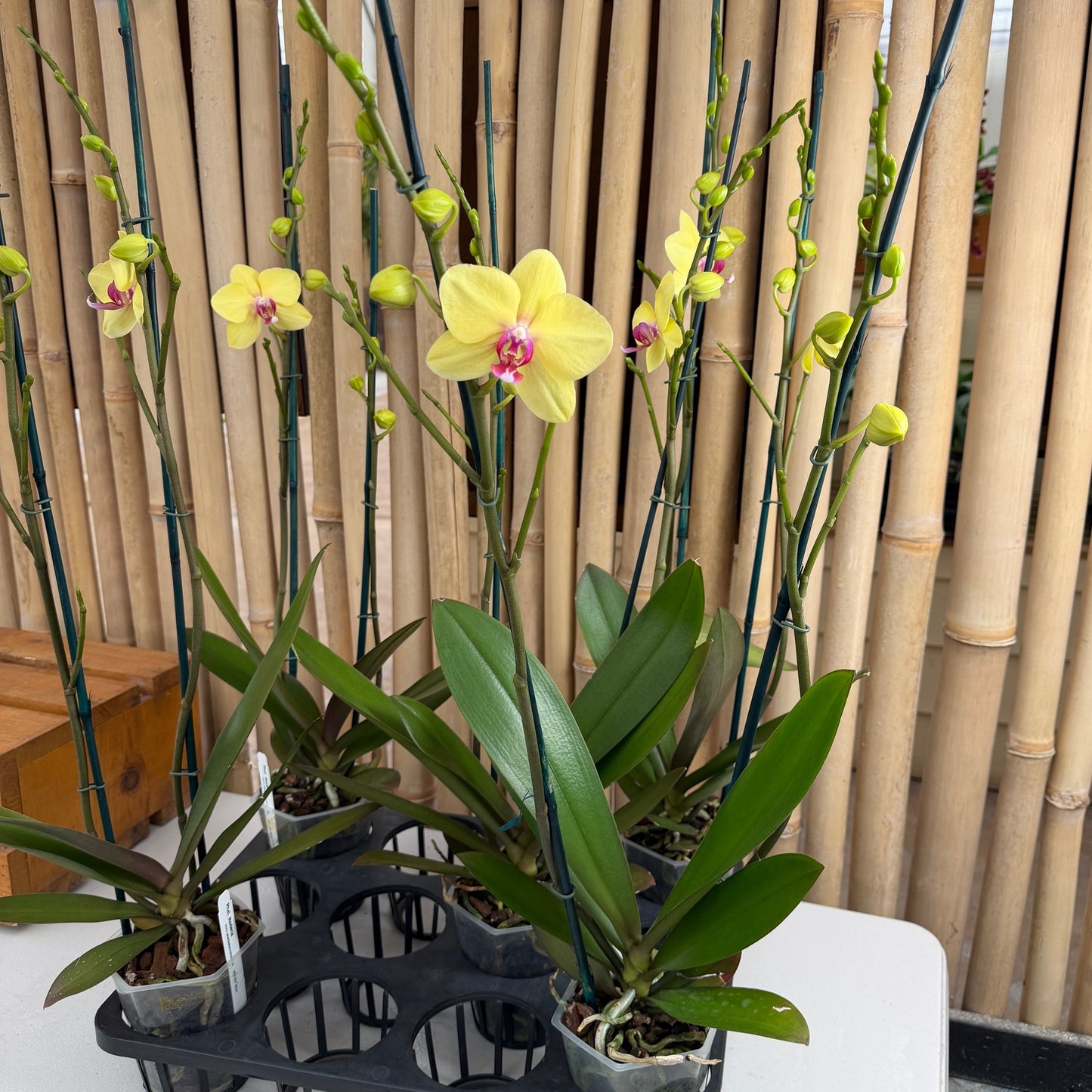 Phal. Modena