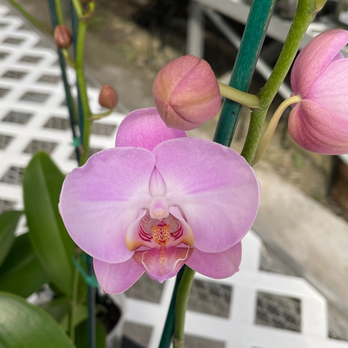 Phal. Nostalgic Moods