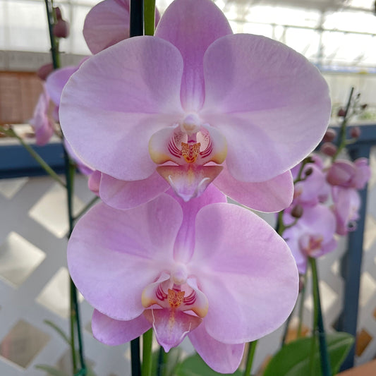 Phal. Nostalgic Moods